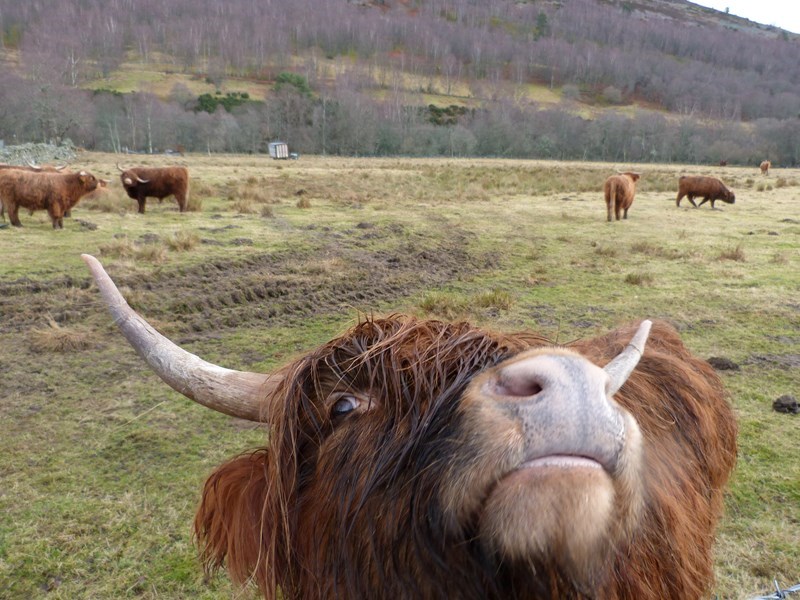 Higland Cow Feb 20 4X3