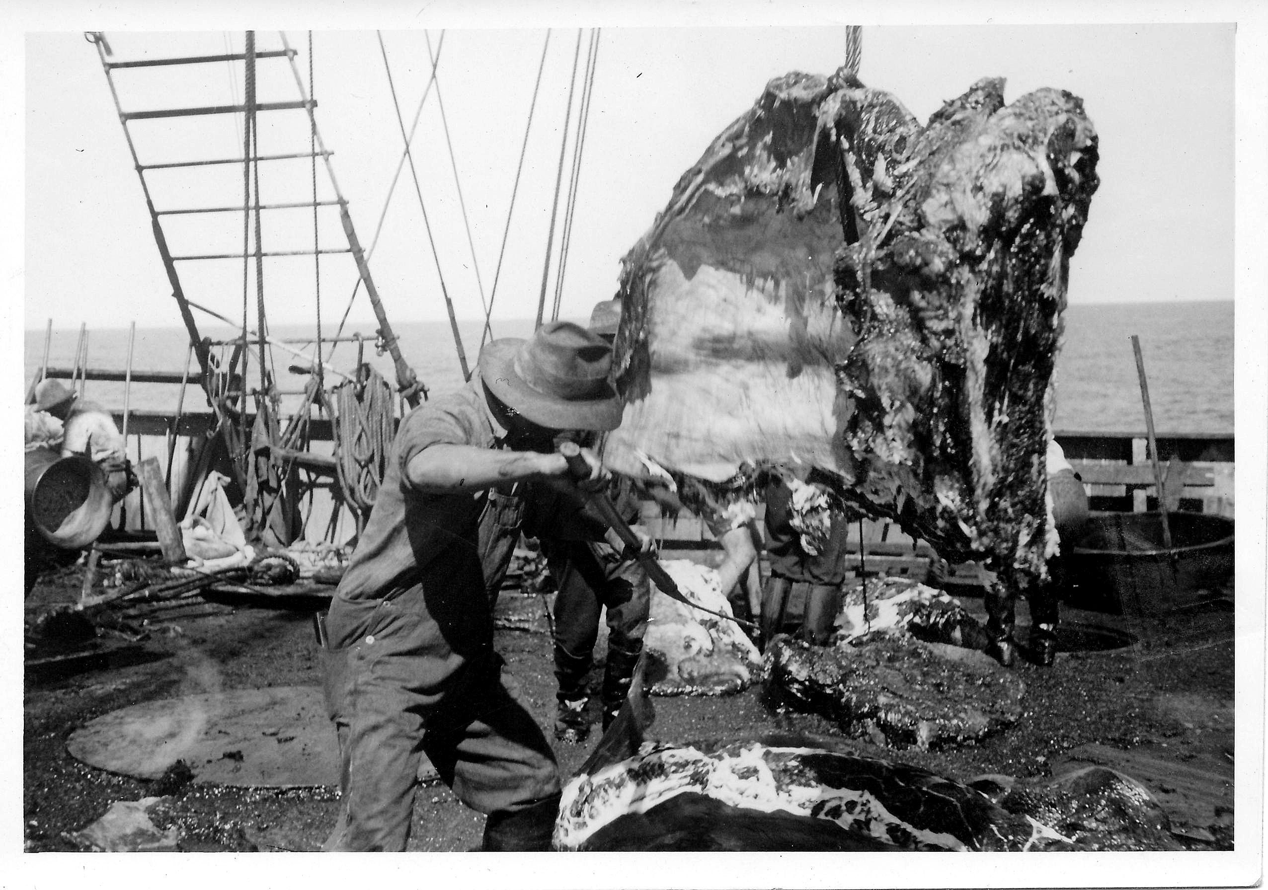 11 Hvalfangst I Durban Foto Sjømannskirken