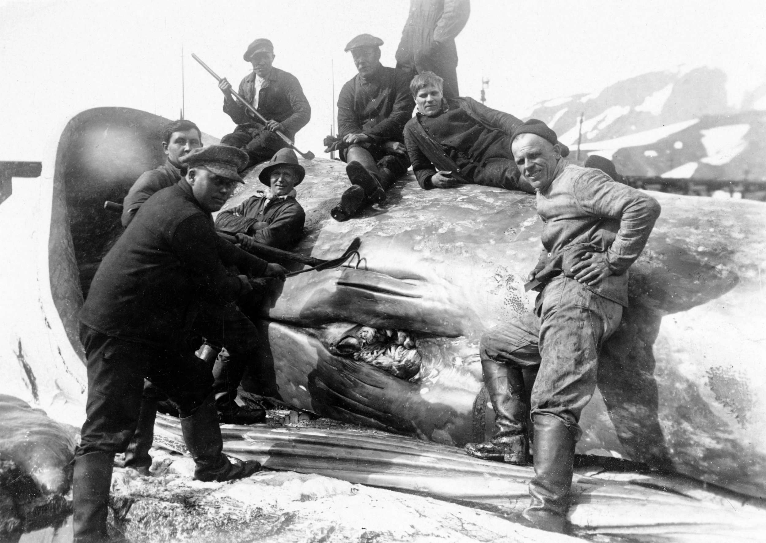 3 Hvalfangere Oppå Hval Hvalfangstmuseet Foto Theodor Andersson Hvalfangstmuseet 2