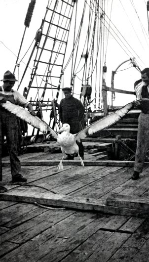 TRE SJØMENN OG EN ALBTROSS PÅ DEKK