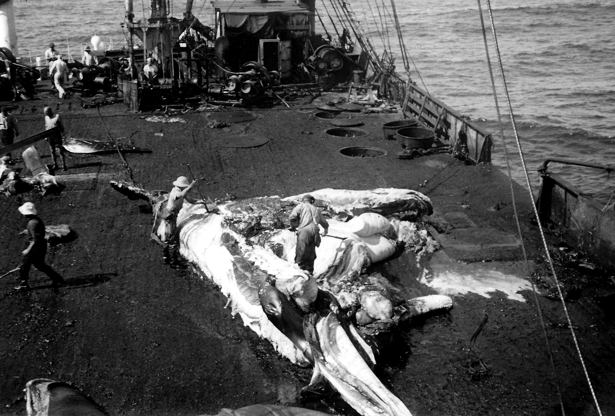 10 Flensing Ombord På Norsk Skip Durban 1924–1938 Foto Sjømannskirken