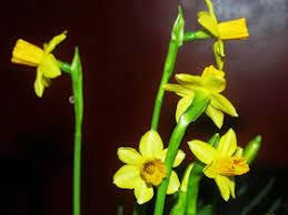 1. Påskedag Påskeliljer