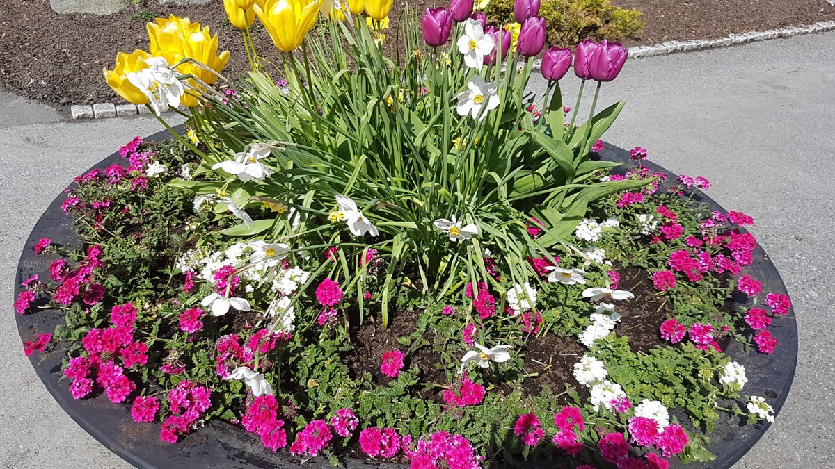 Rosa Og Gult Blomsterbilde 16X9